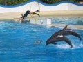 Marineland 067 * 640 x 481 * (85KB)